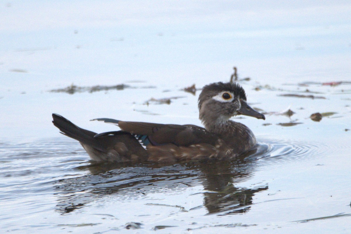 Wood Duck - ML623926440