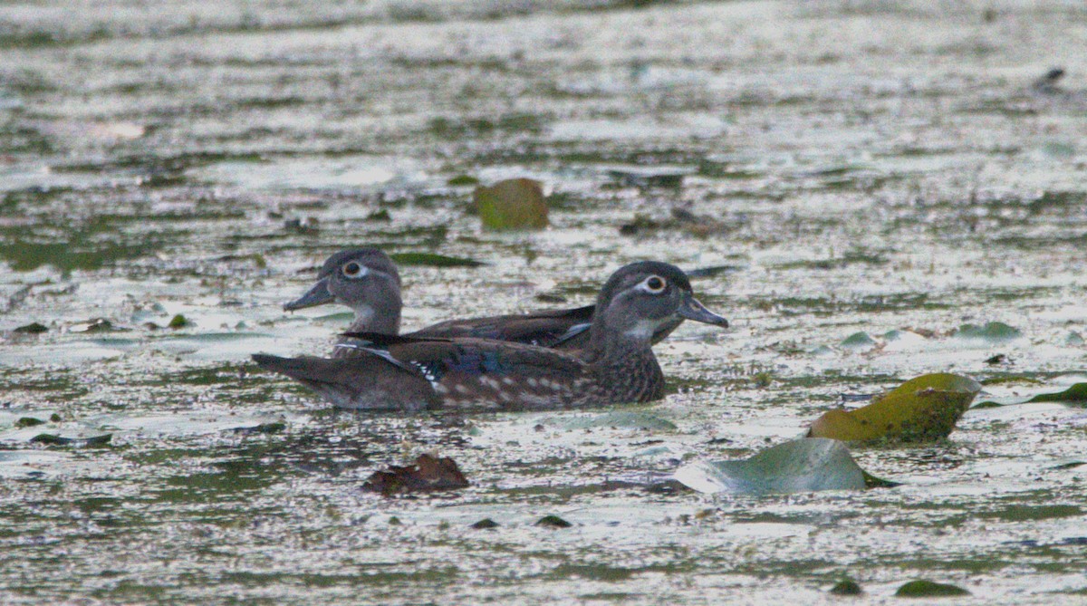 Wood Duck - ML623926441