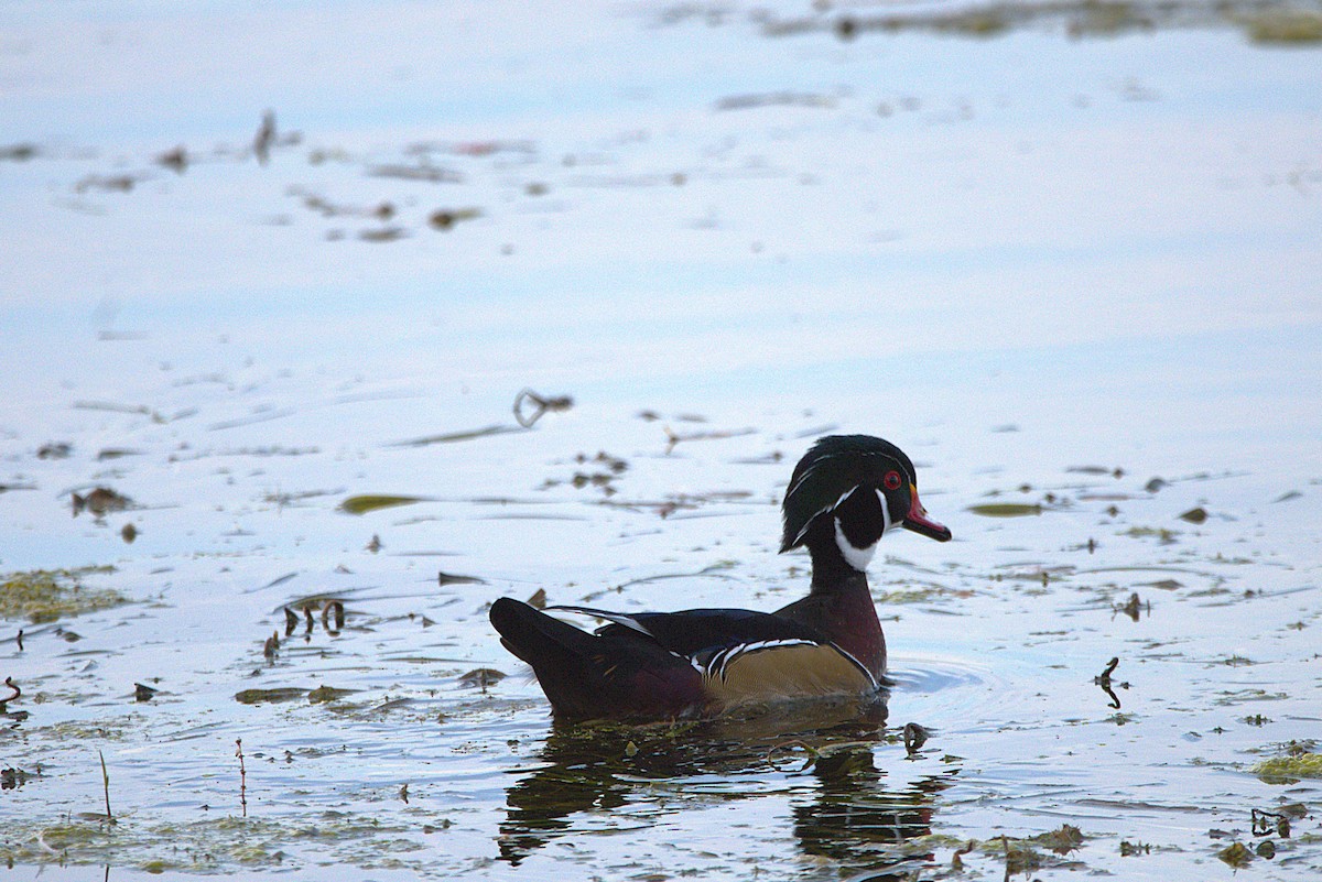 Wood Duck - Mike Ellery