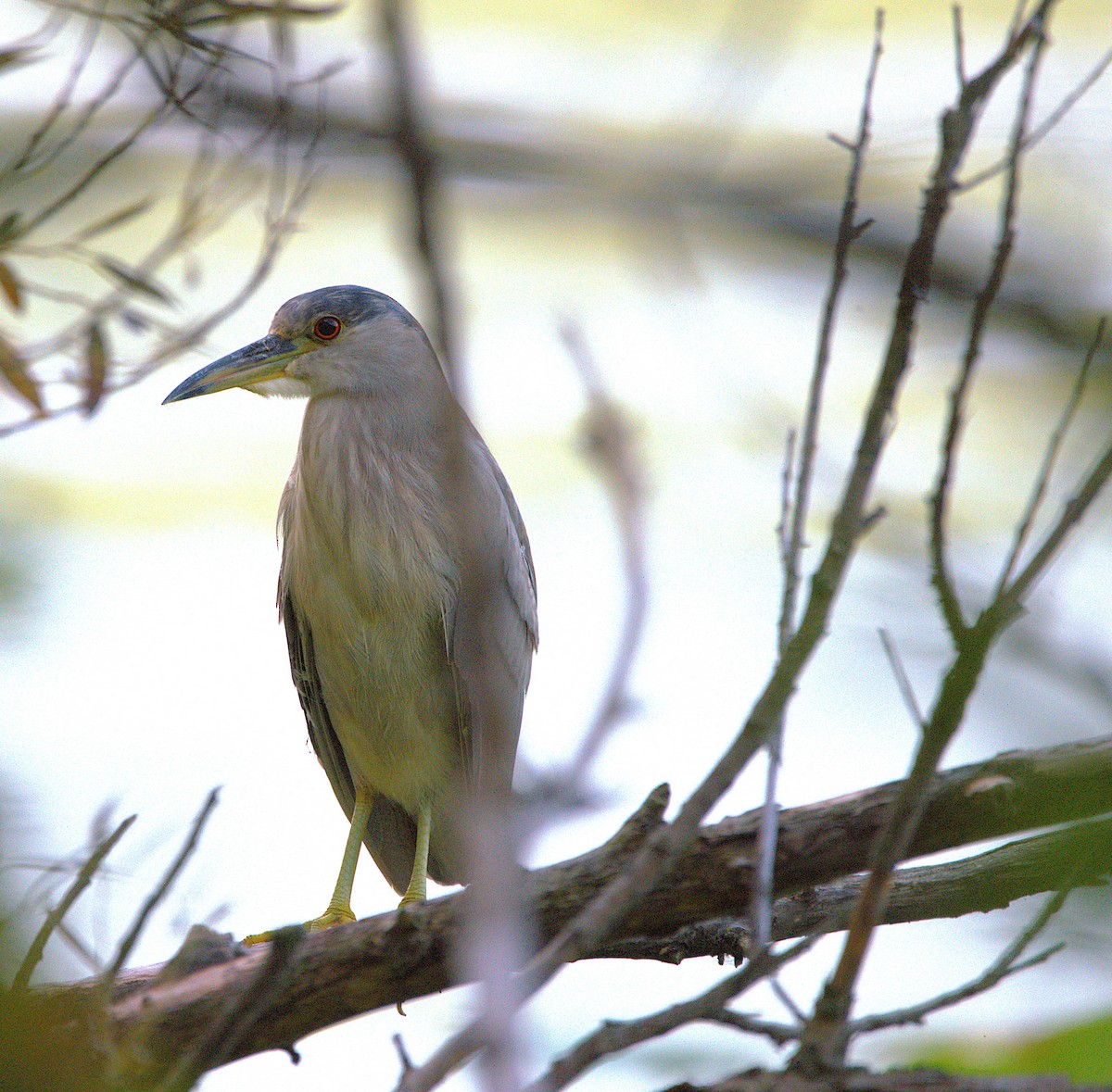 Black-crowned Night Heron - Mike Ellery