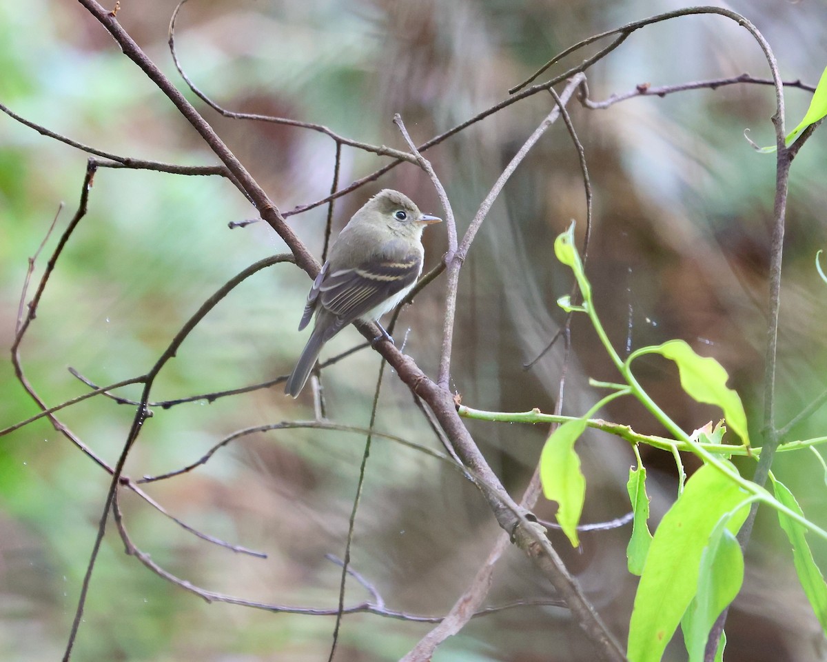 Western Flycatcher - ML623926462