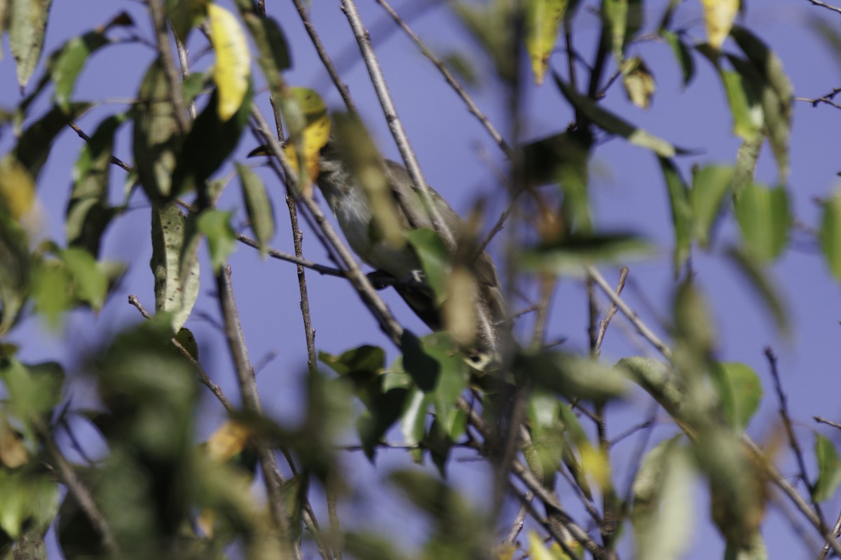 Yellow-billed Cuckoo - ML623926468