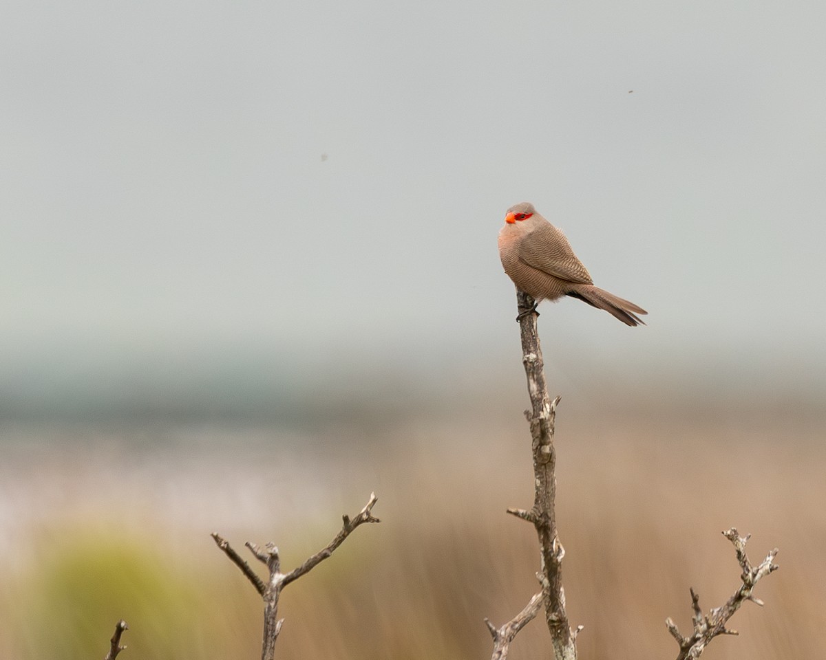 Common Waxbill - ML623926469