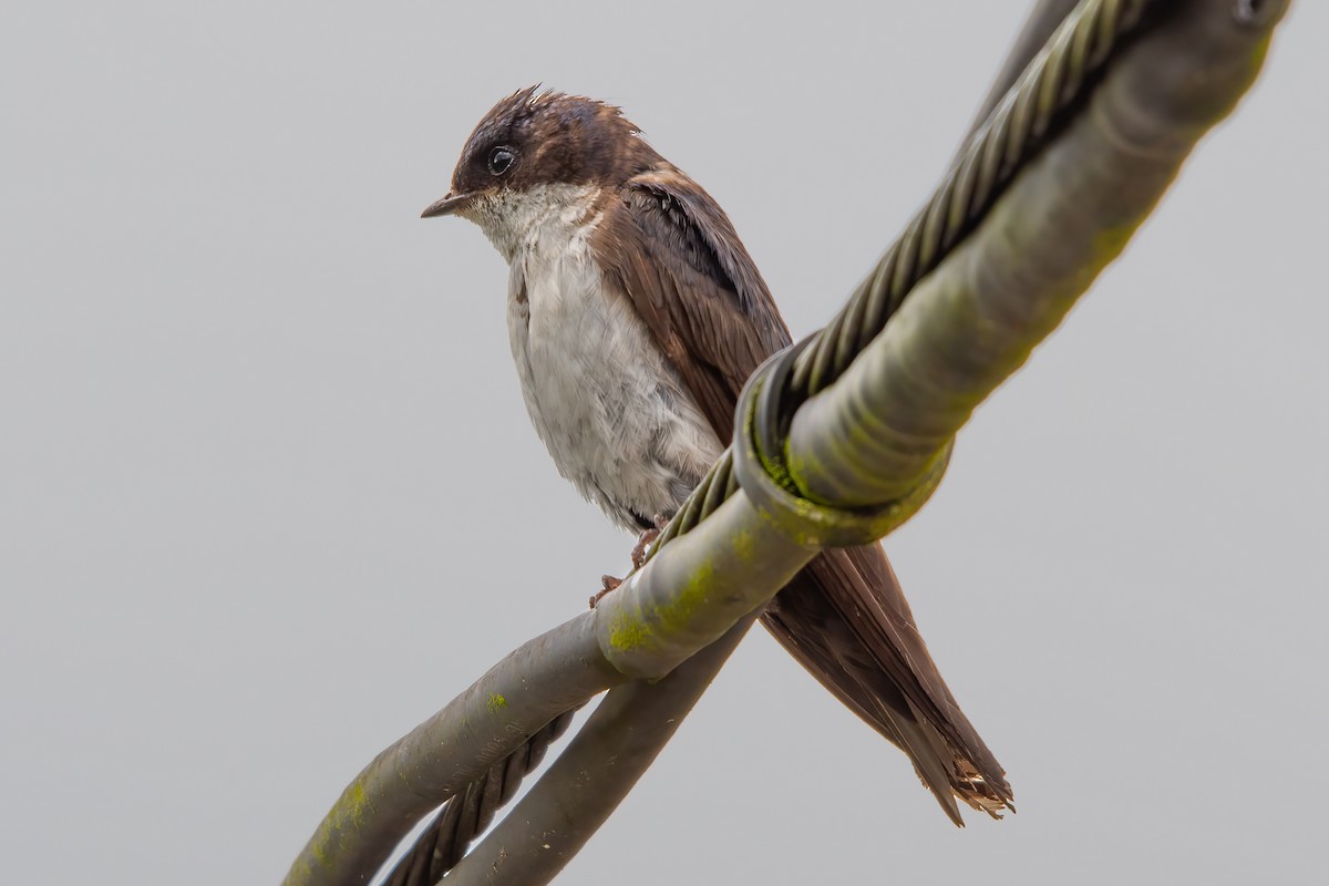 Blue-and-white Swallow - ML623926473