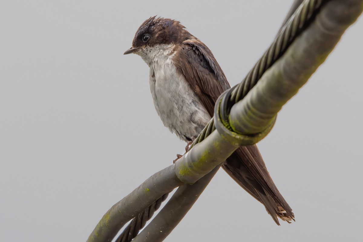 Blue-and-white Swallow - ML623926474