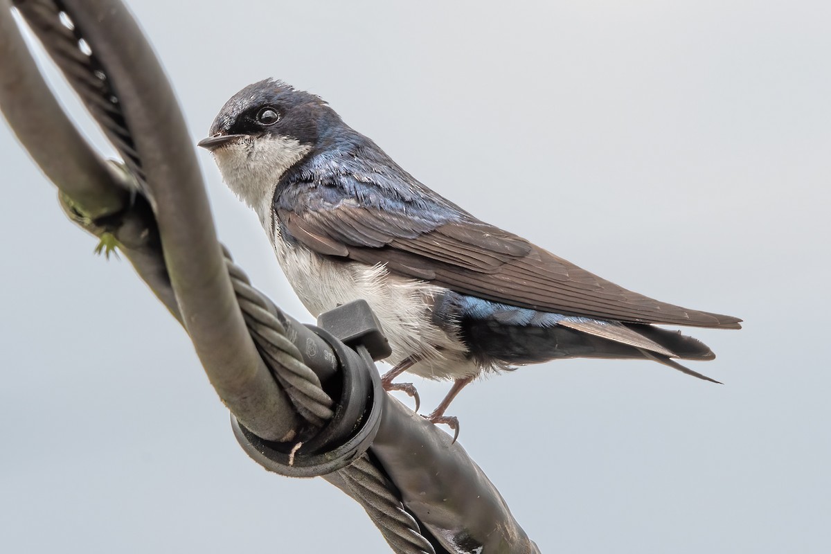 Blue-and-white Swallow - ML623926475