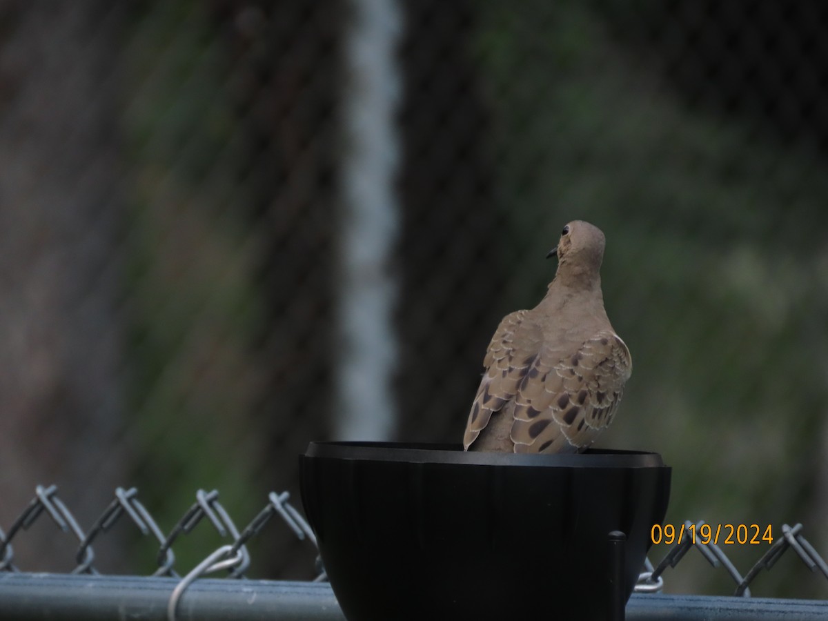 Mourning Dove - ML623926491