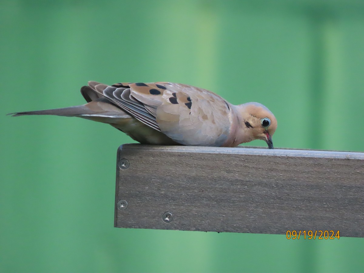 Mourning Dove - ML623926493