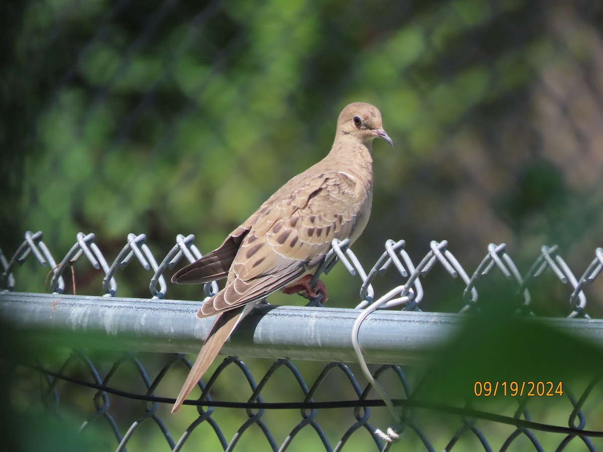 Mourning Dove - ML623926494