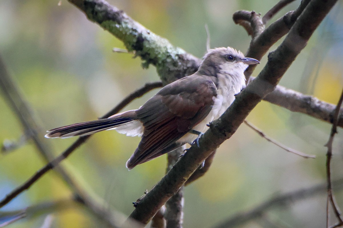 Yellow-billed Cuckoo - Karen Wielunski