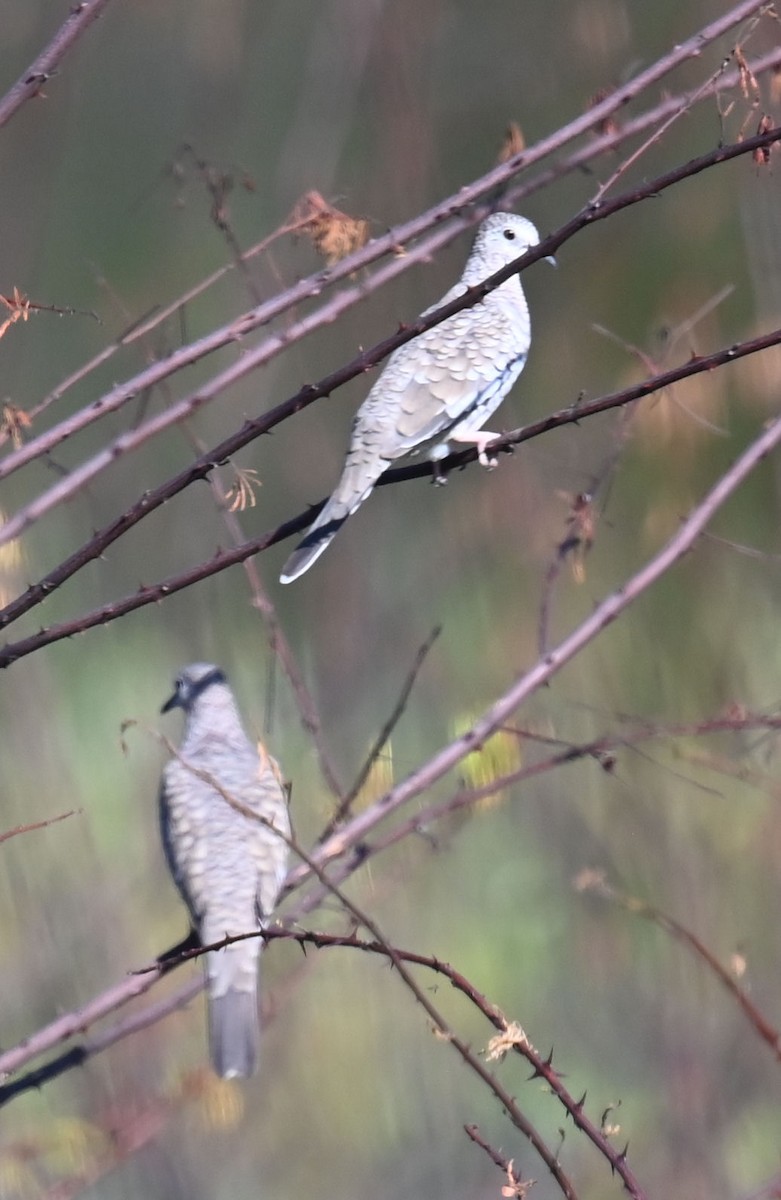 Scaled Dove - ML623926550