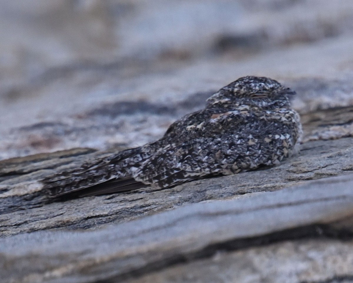 Pygmy Nightjar - ML623926551