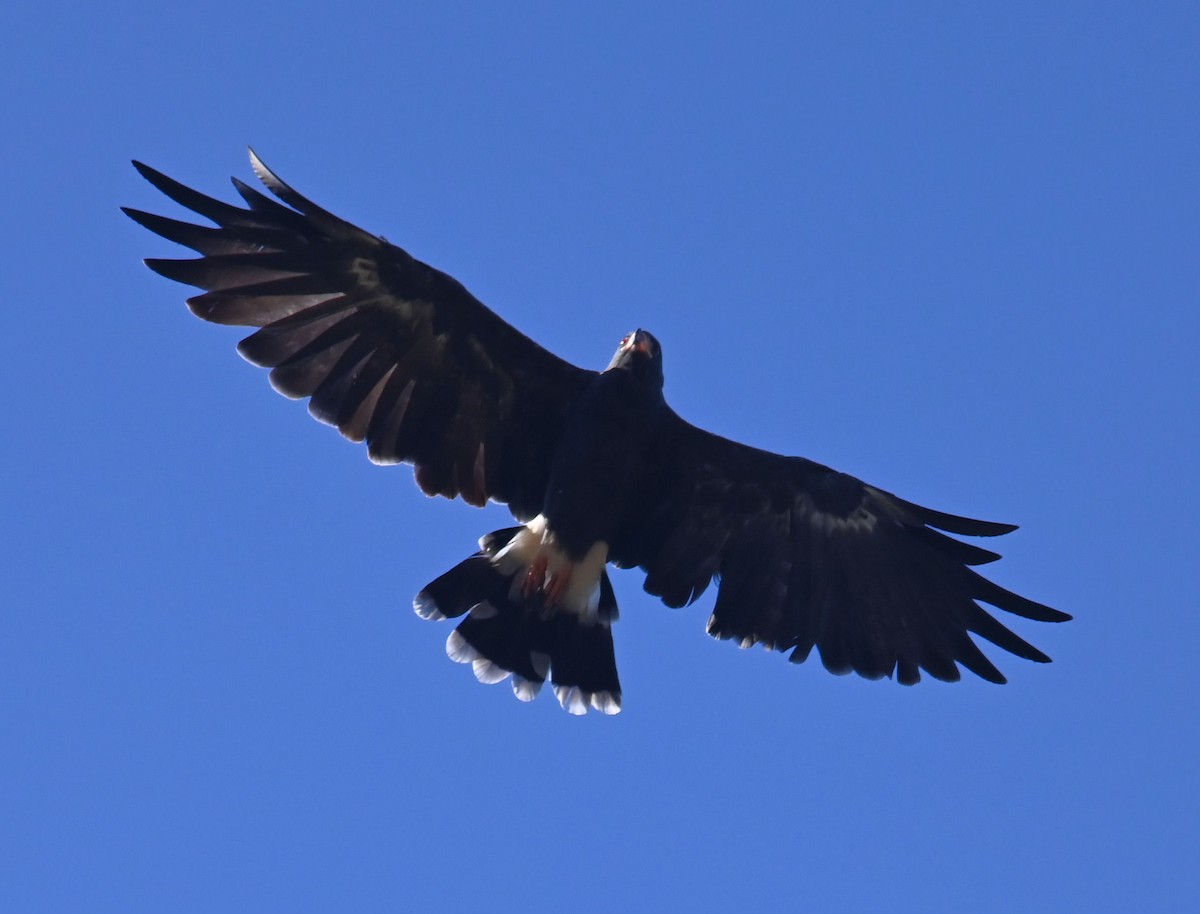 Snail Kite - ML623926554