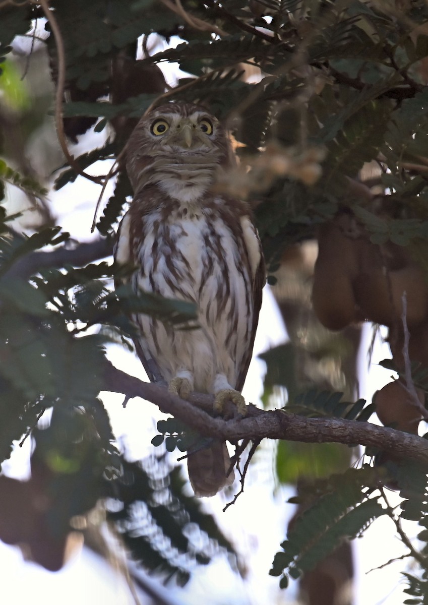 Ferruginous Pygmy-Owl - ML623926561