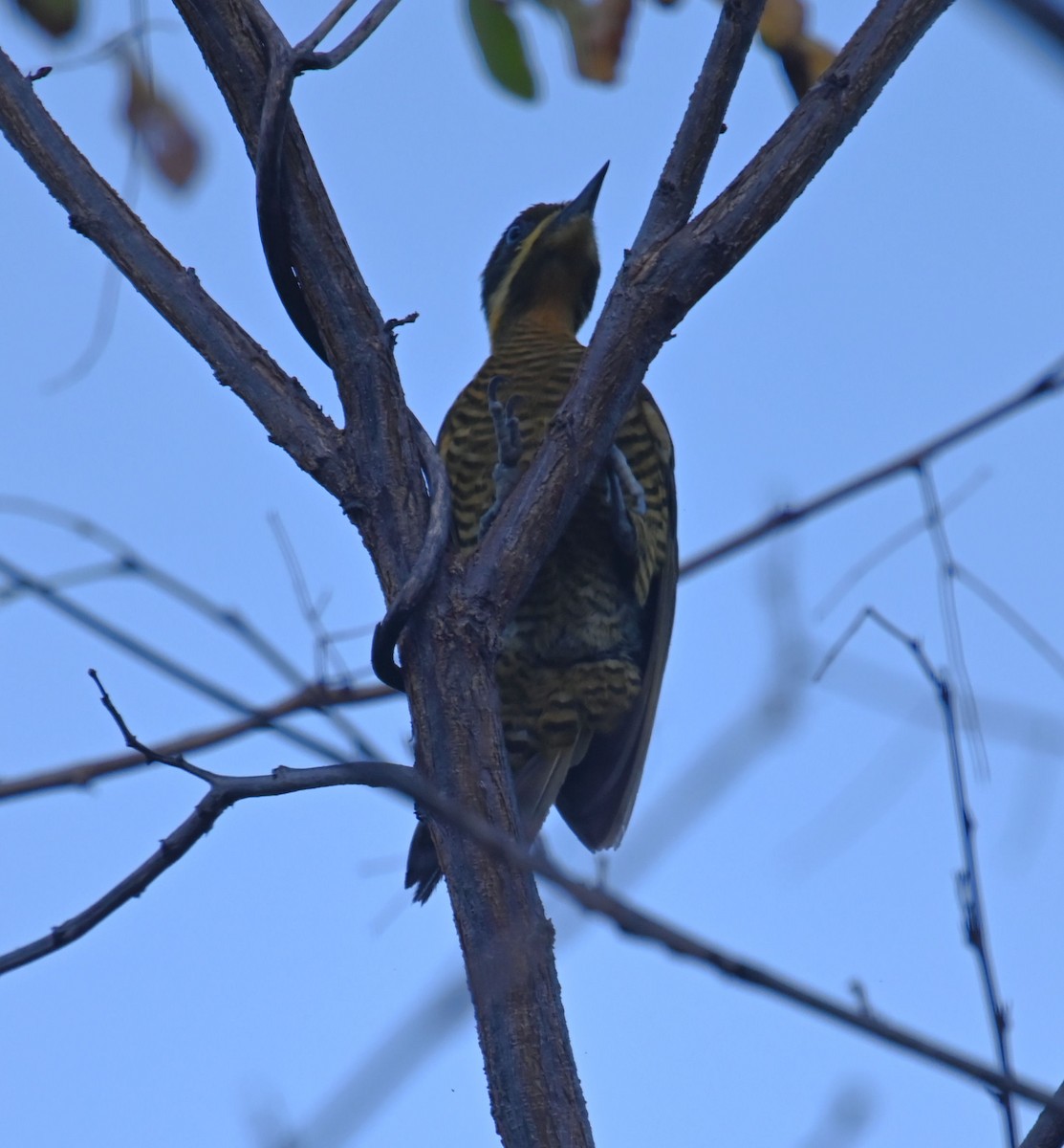 Golden-green Woodpecker - ML623926564