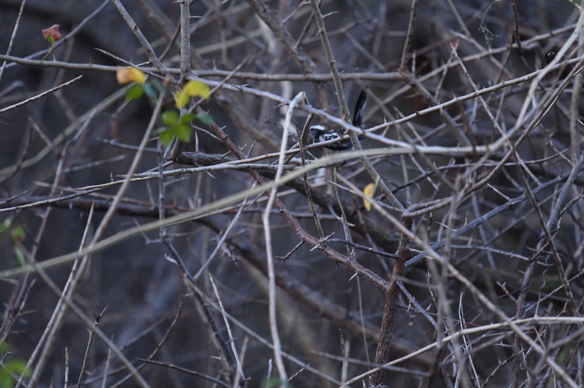 Black-bellied Antwren - ML623926565