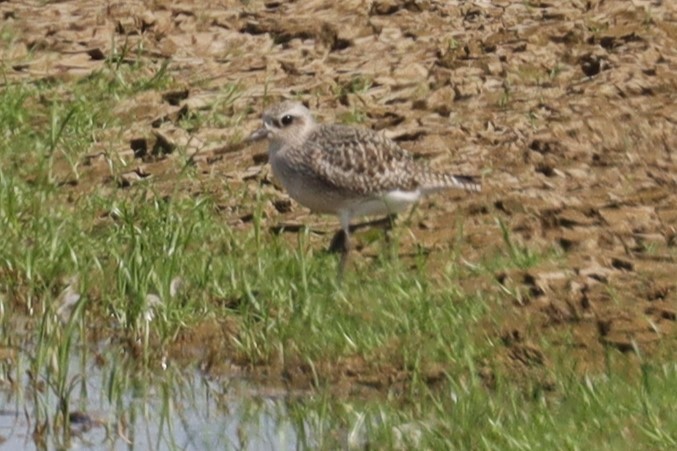 Black-bellied Plover - ML623926566