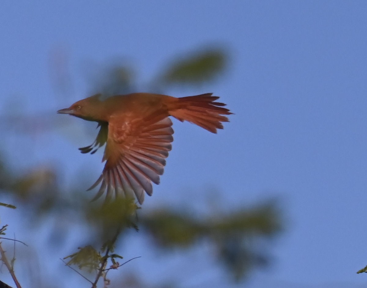 Caatinga Cacholote - ML623926567