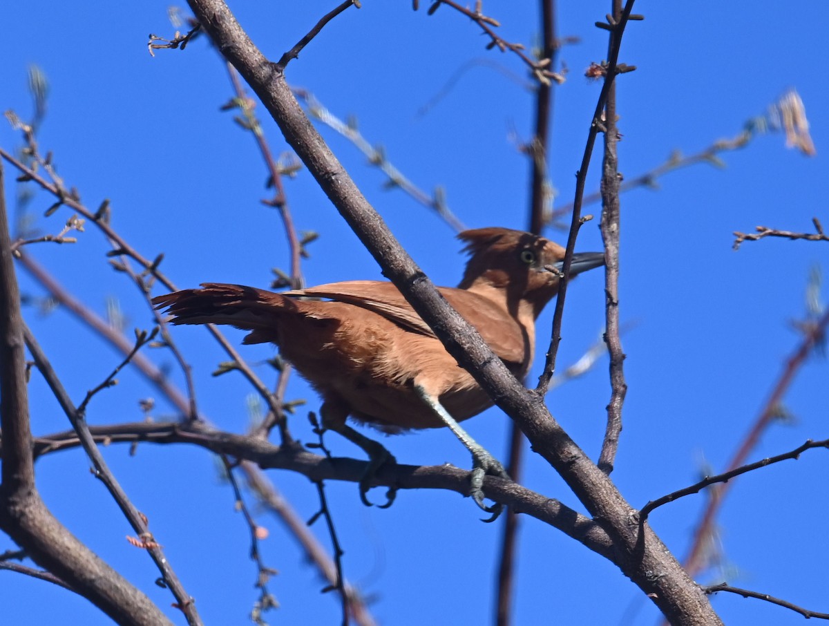 Caatinga Cacholote - ML623926568