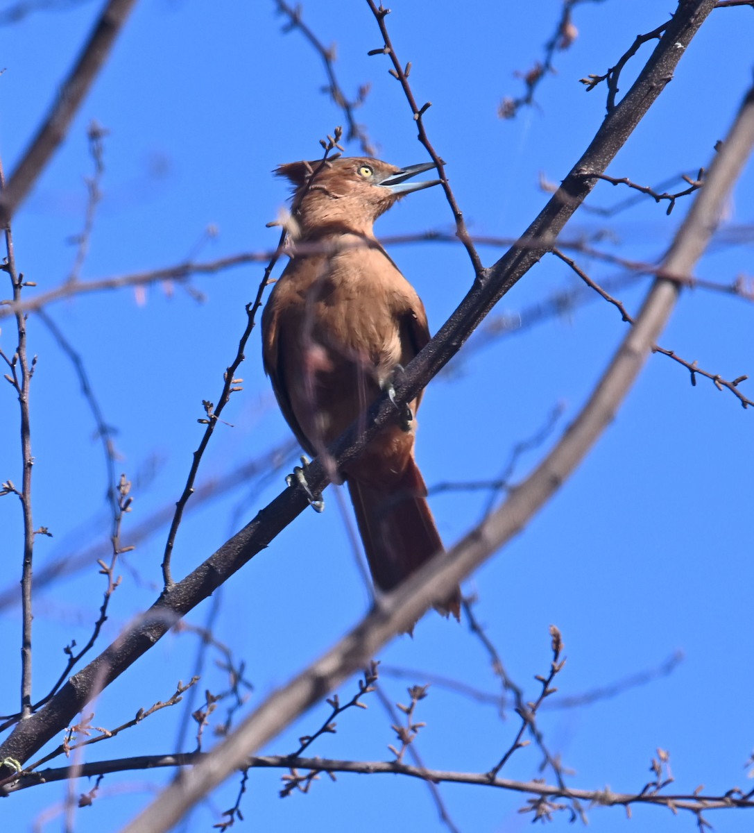 Caatinga Cacholote - ML623926569