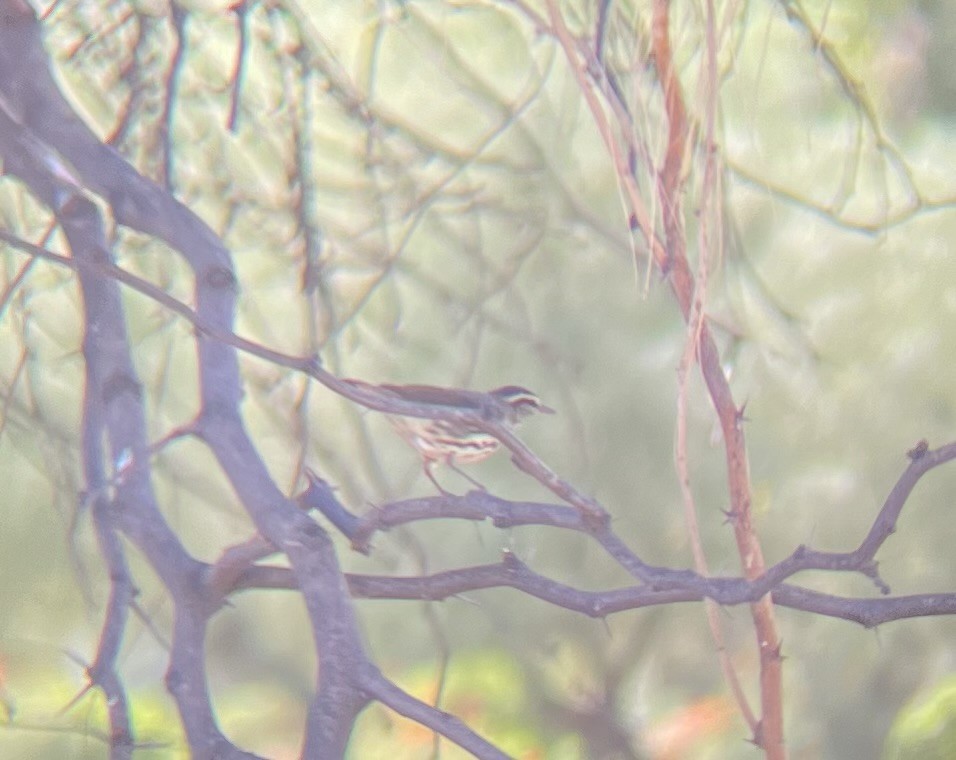 Northern Waterthrush - ML623926589