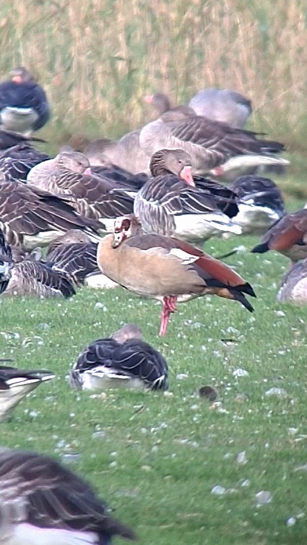 Egyptian Goose - ML623926591