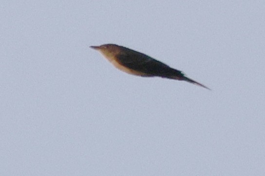 Eastern Wood-Pewee - Tim Lenz