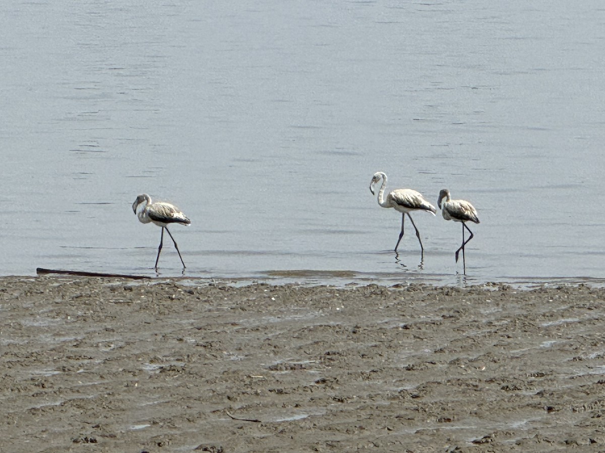 Greater Flamingo - ML623926604