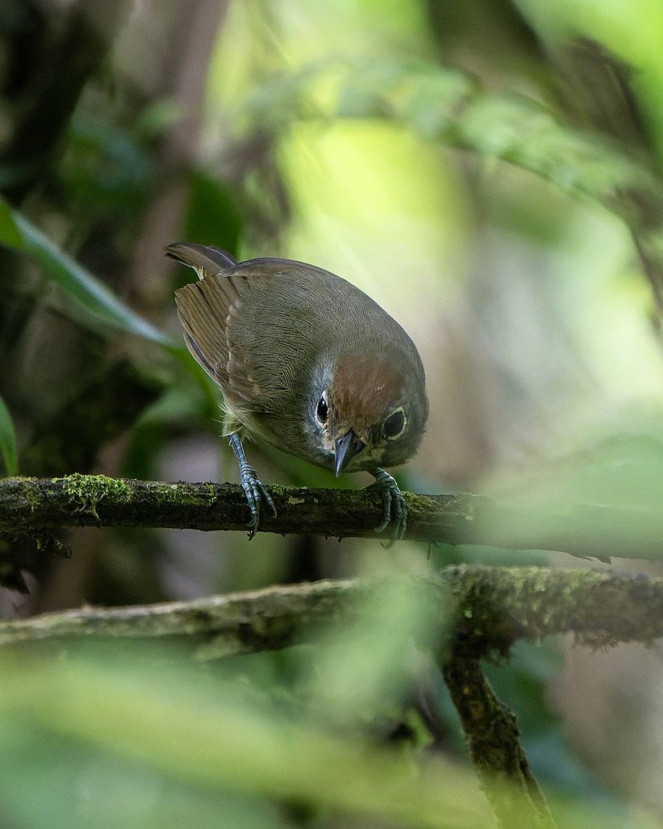 Slaty Antwren - ML623926612