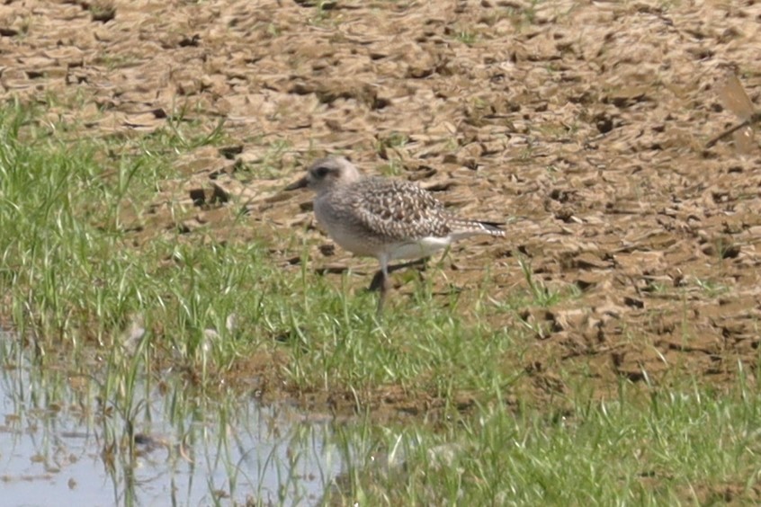 Black-bellied Plover - ML623926619