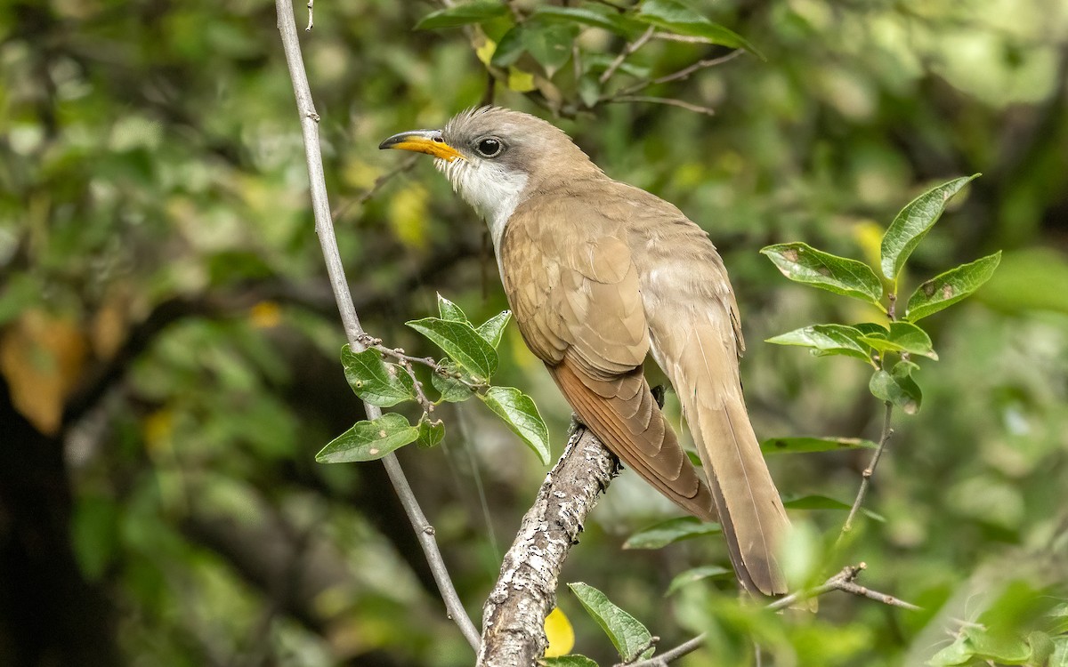 Yellow-billed Cuckoo - ML623926633