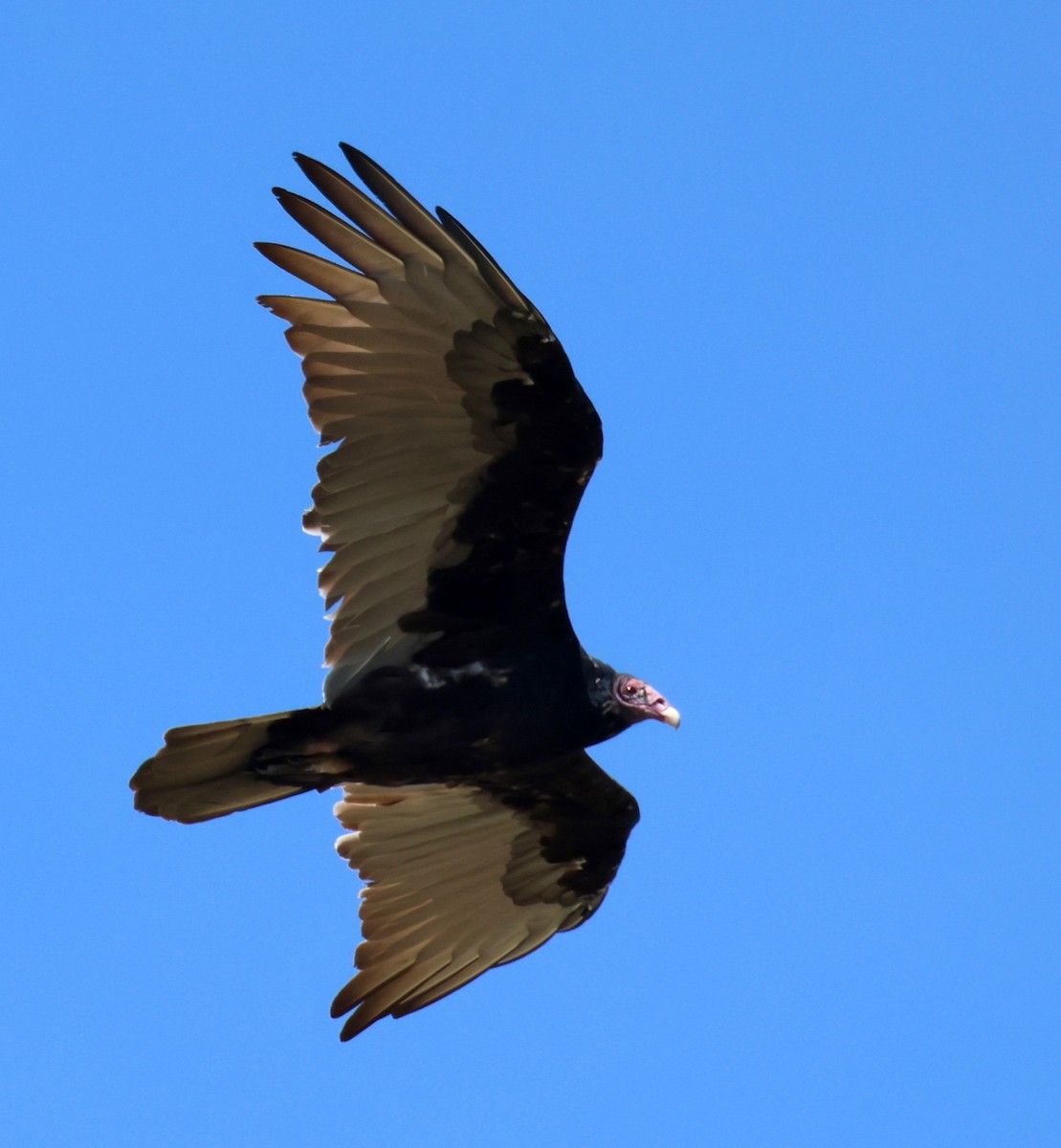 Turkey Vulture - J.A. Smith