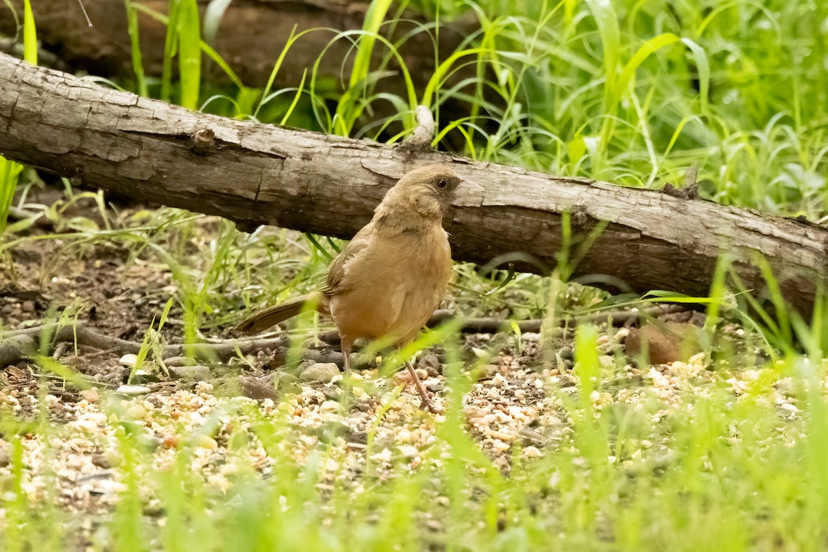 Abert's Towhee - ML623926654