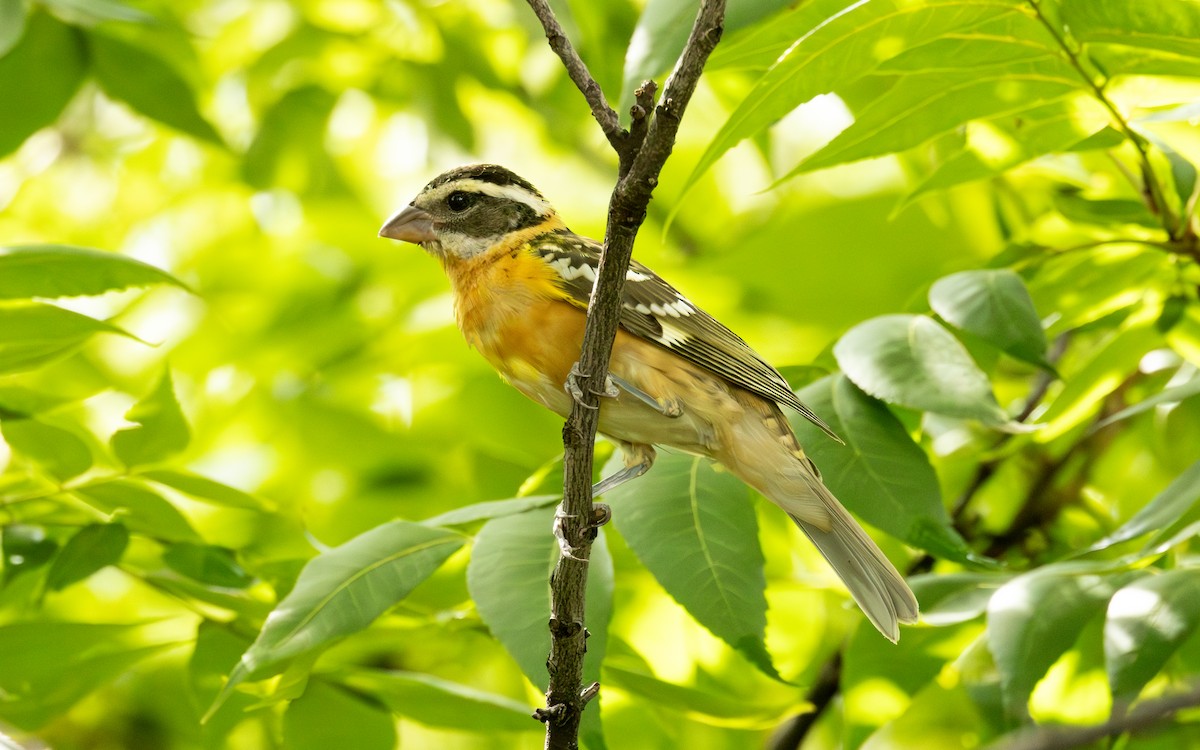 Black-headed Grosbeak - ML623926669