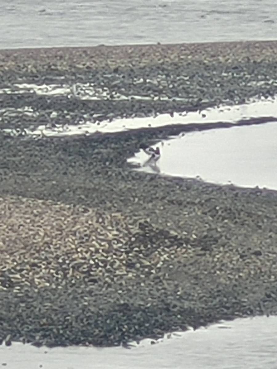 American Oystercatcher - ML623926699