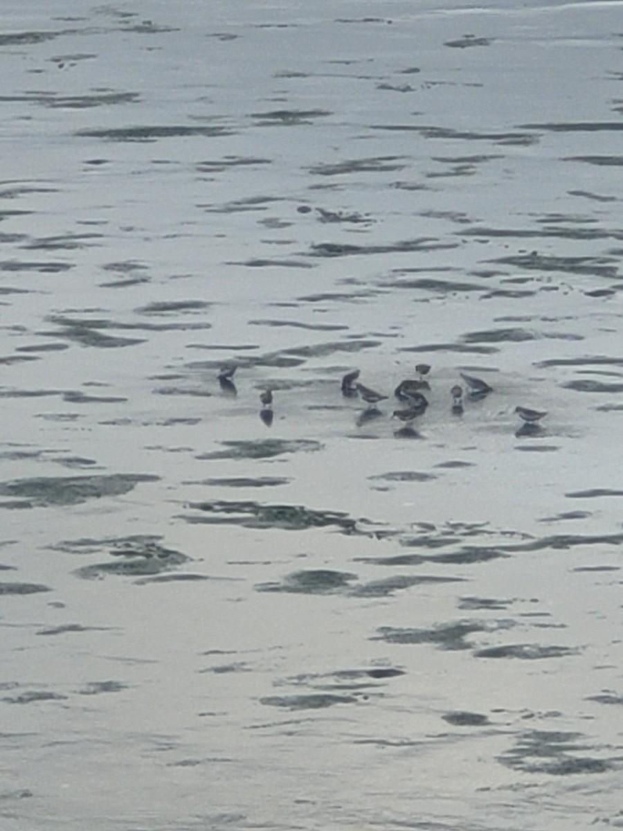 Semipalmated Sandpiper - ML623926706