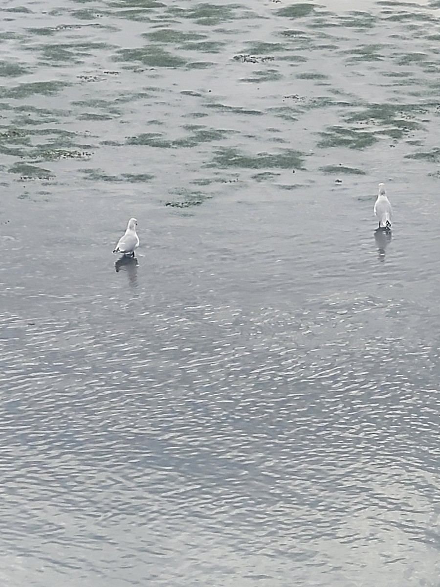 Ring-billed Gull - ML623926707