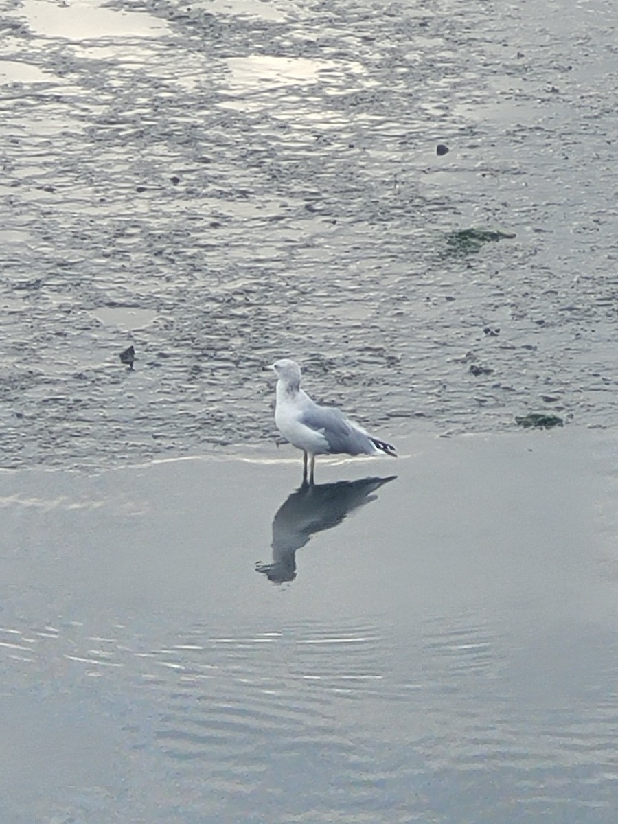 Ring-billed Gull - ML623926708