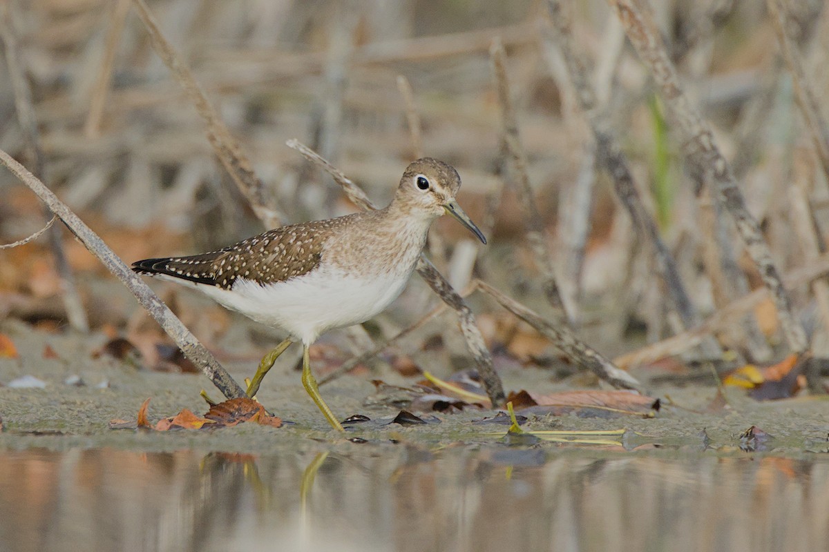 Solitary Sandpiper - ML623926713