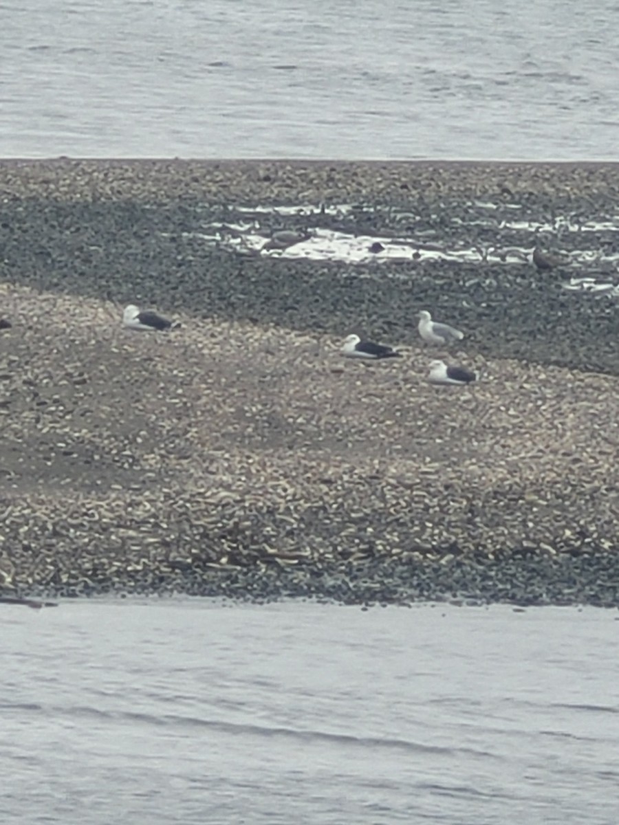 Great Black-backed Gull - ML623926714