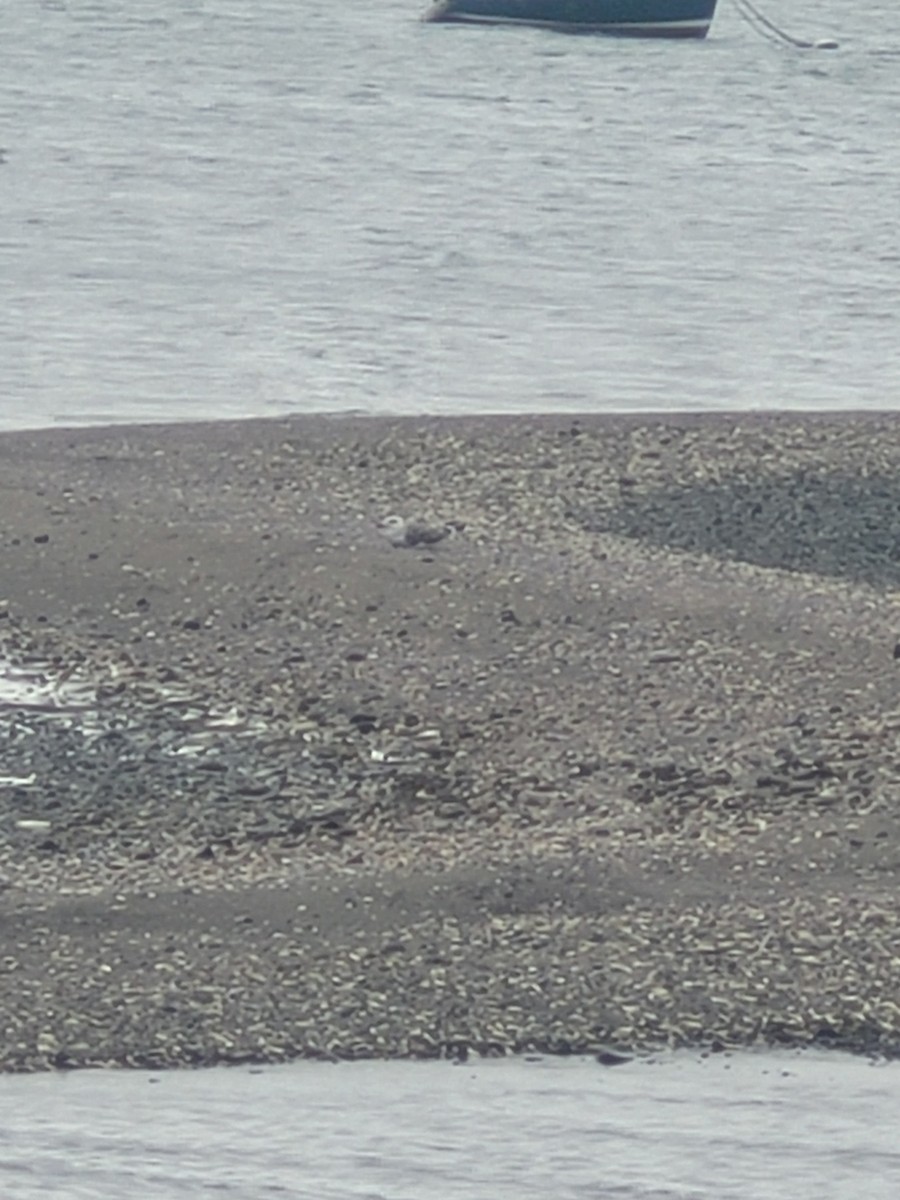 Great Black-backed Gull - ML623926715