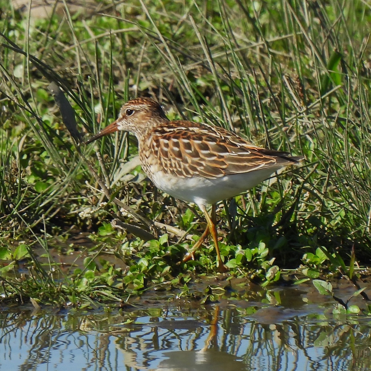 Pectoral Sandpiper - ML623926717