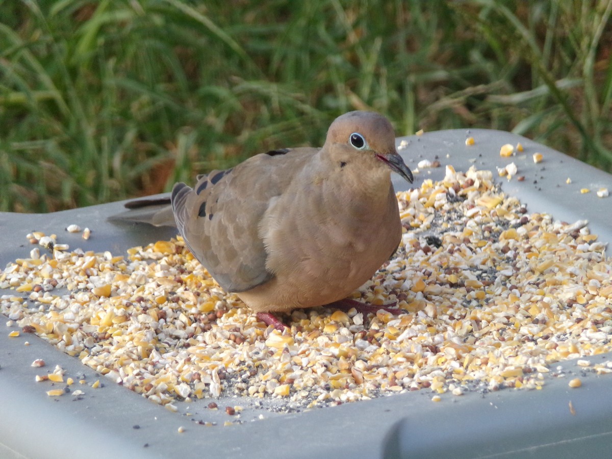 Mourning Dove - ML623926725