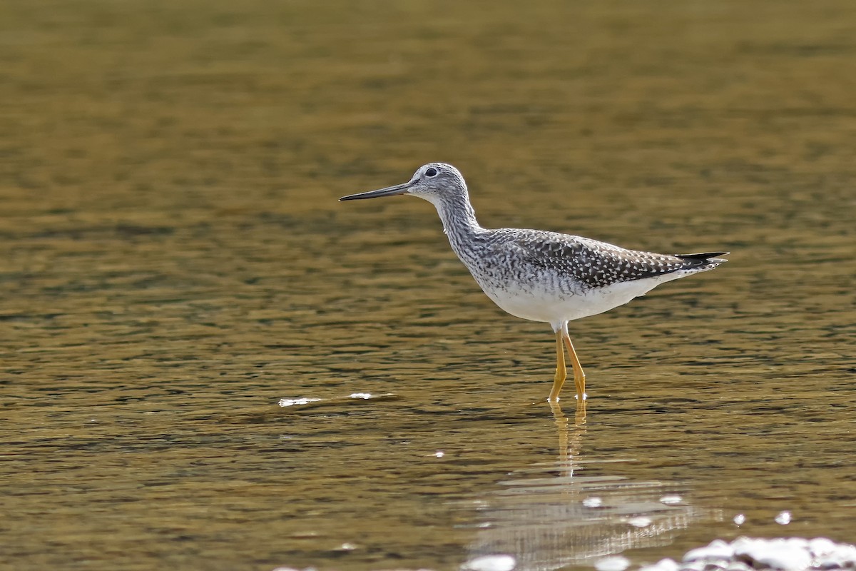 Greater Yellowlegs - Johanne Charette