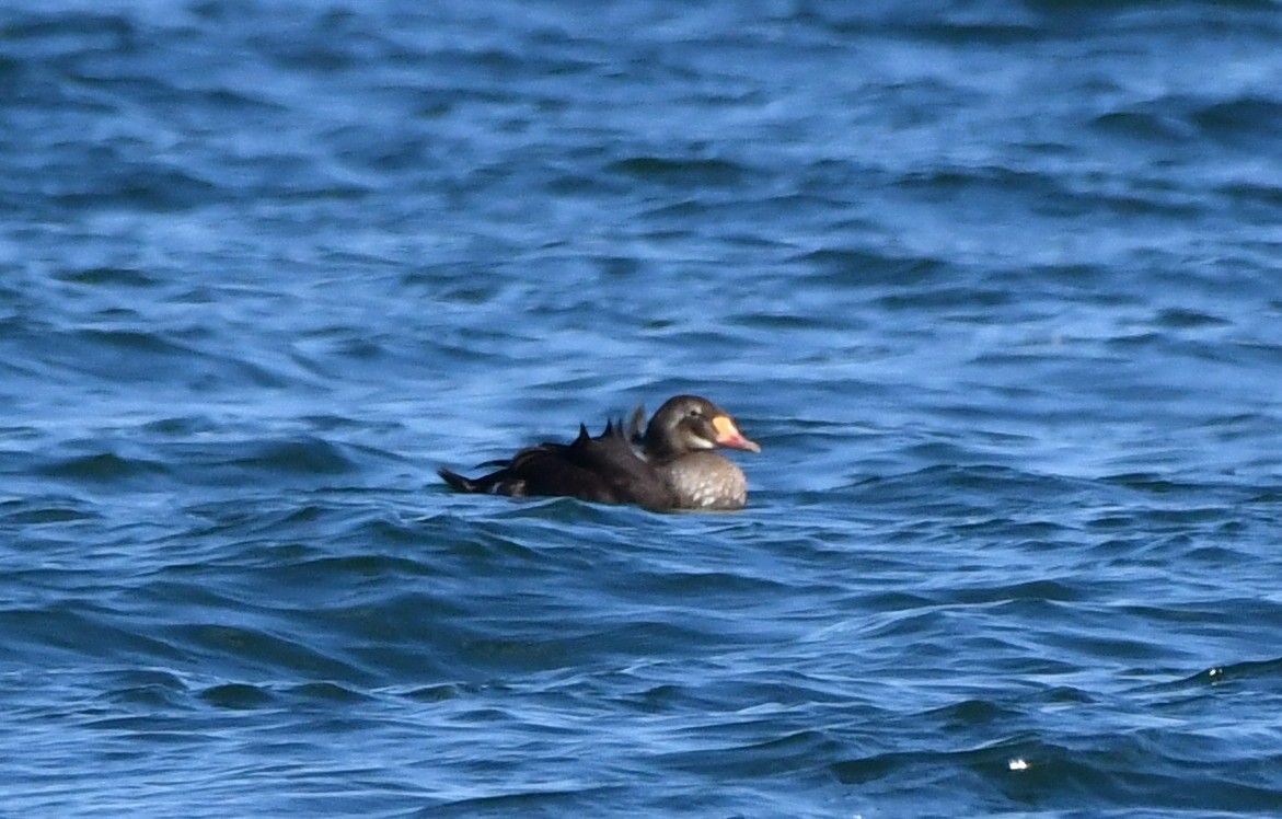 King Eider - ML623926731