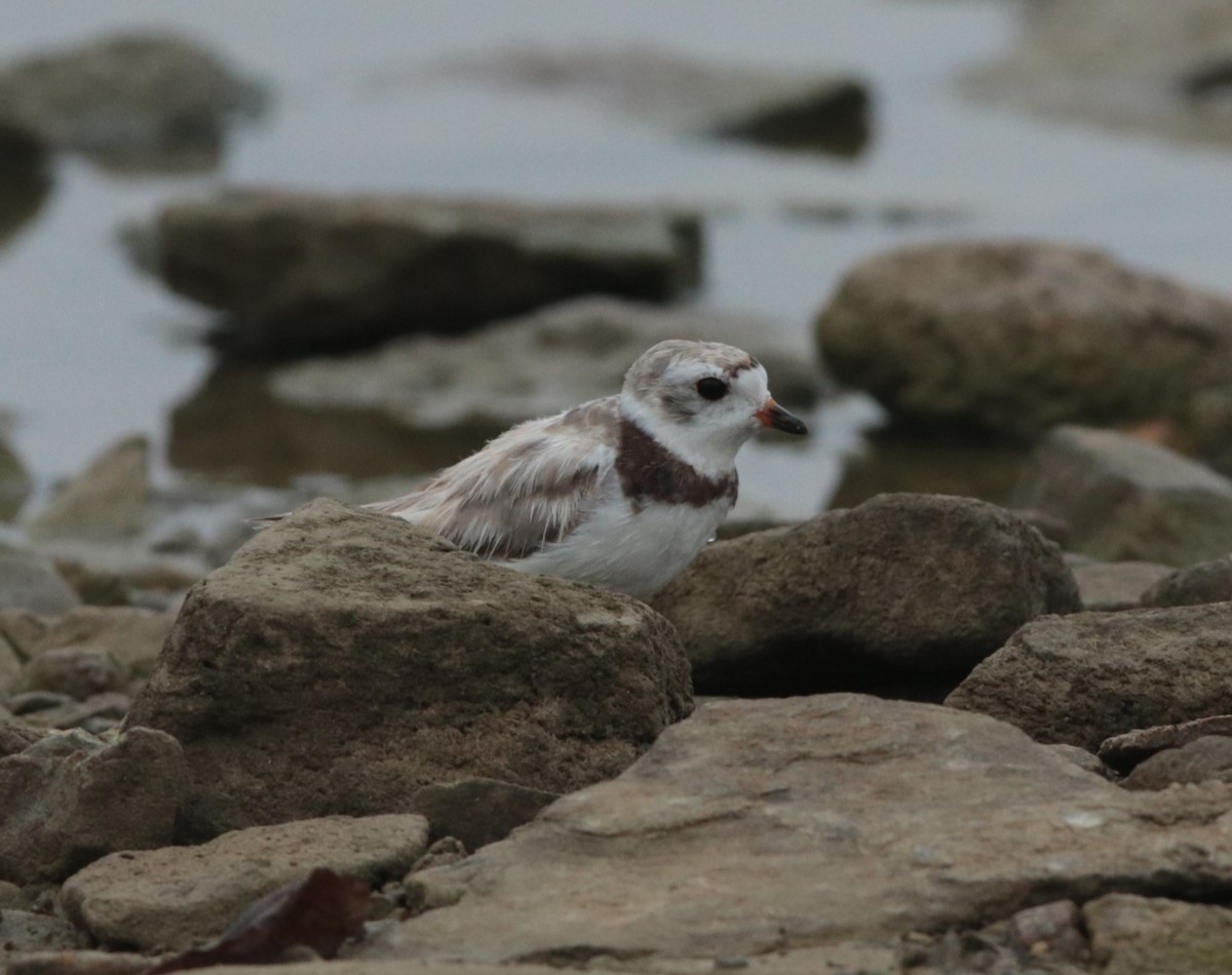 Piping Plover - ML623926739