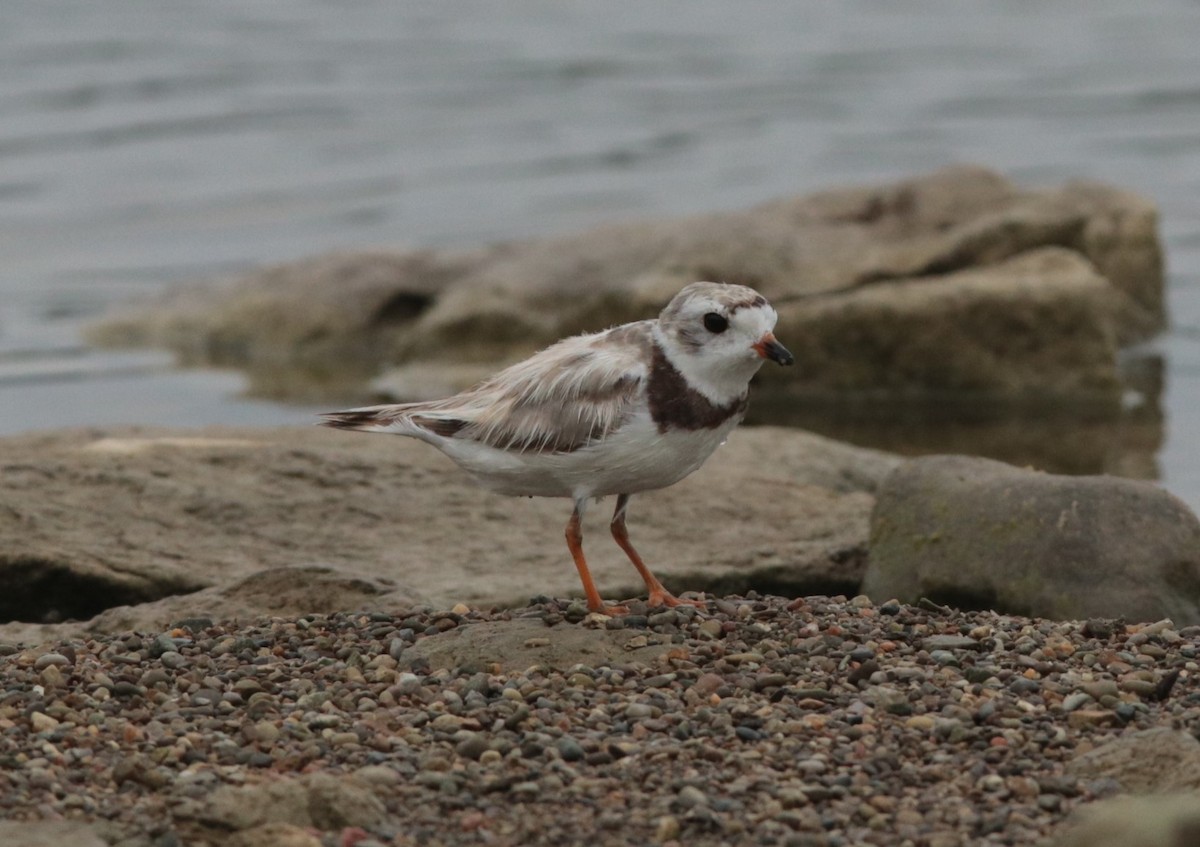 Piping Plover - ML623926740