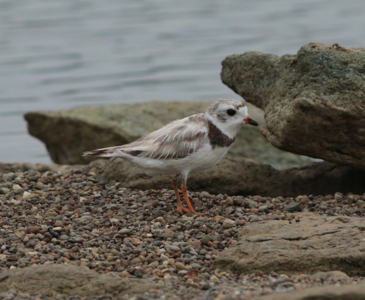 Piping Plover - ML623926741