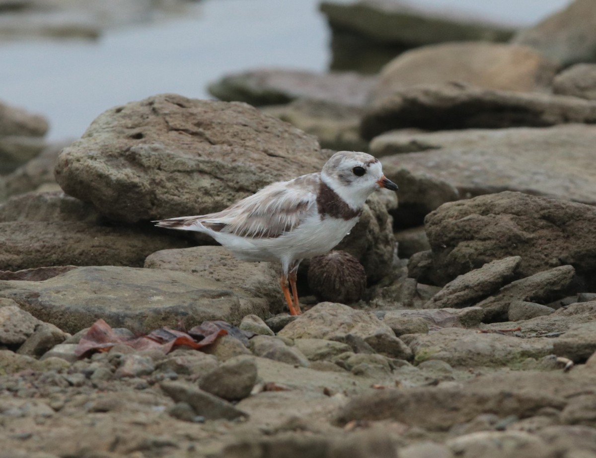 Piping Plover - ML623926744