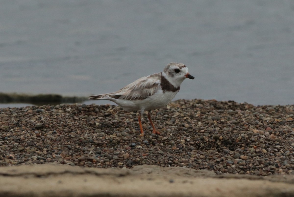 Piping Plover - ML623926745